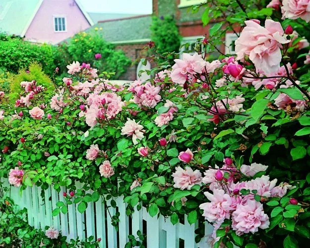 Rosier Albertine