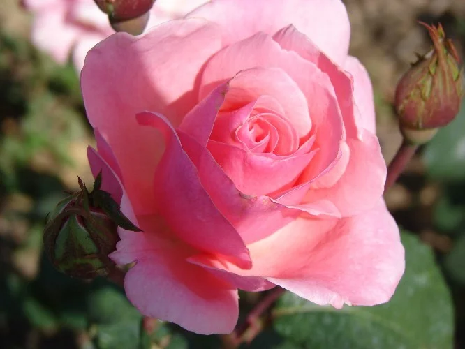 Rosier Queen Elisabeth