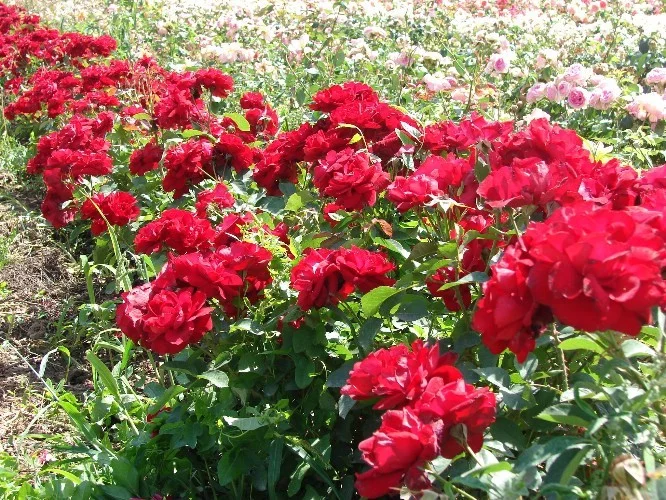 Rosier Lili Marleen
