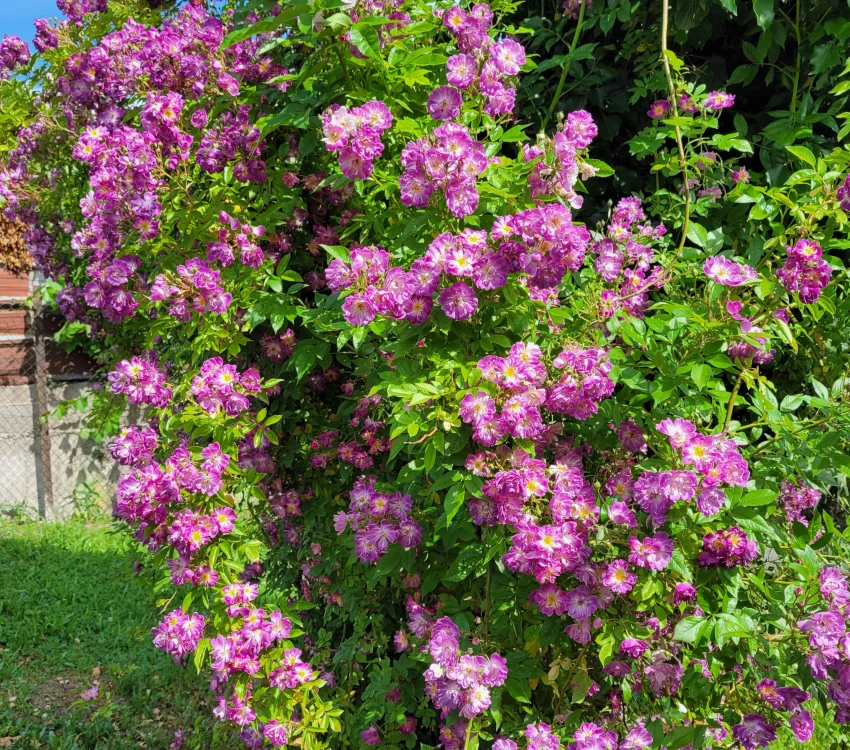 Rosier Liane Veilchenblau - Rosiers lianes (grimpants)