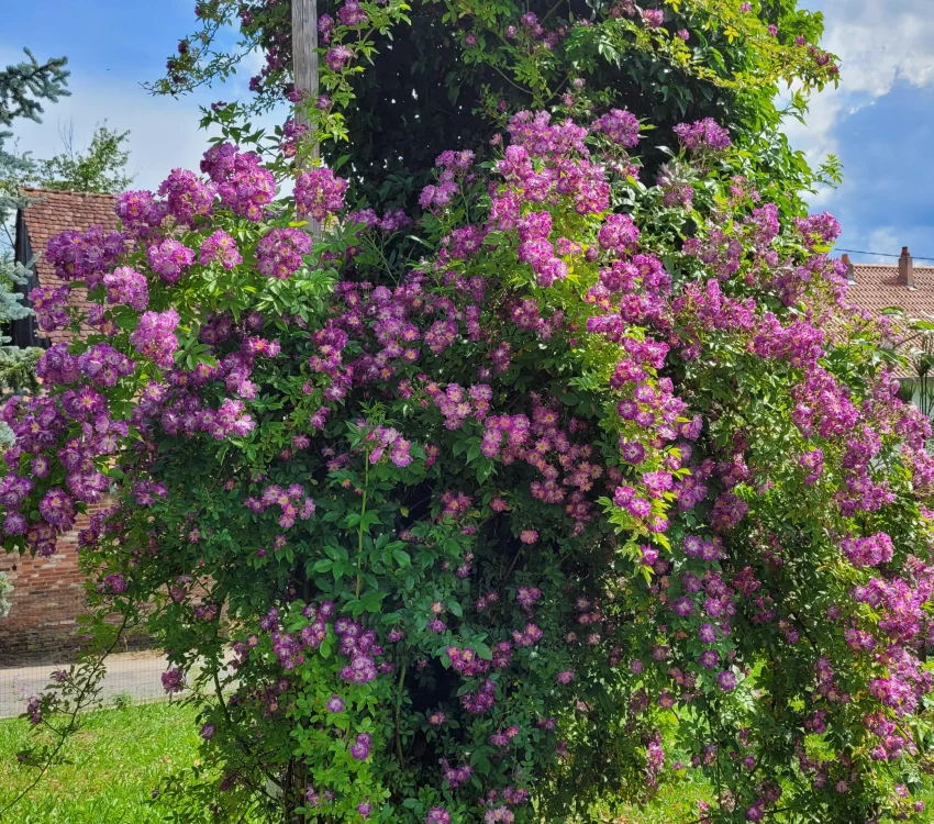 Rosier Liane Veilchenblau - Rosiers lianes (grimpants)