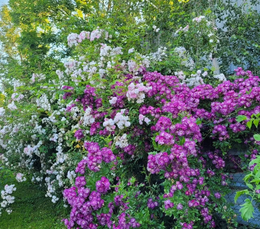 Rosier Liane Veilchenblau - Rosiers lianes (grimpants)