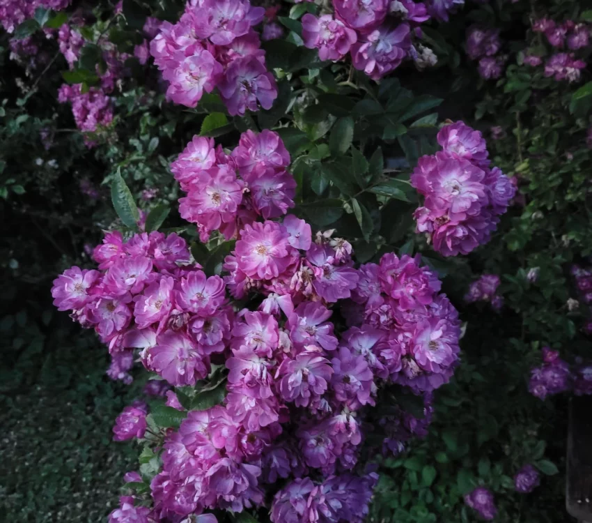 Rosier Liane Veilchenblau - Rosiers lianes (grimpants)