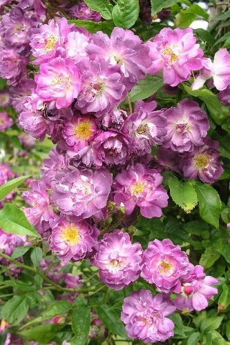 Rosier Liane Veilchenblau