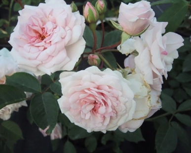 Rosier : tout savoir pour planter les rosiers avec succès dans votre jardin