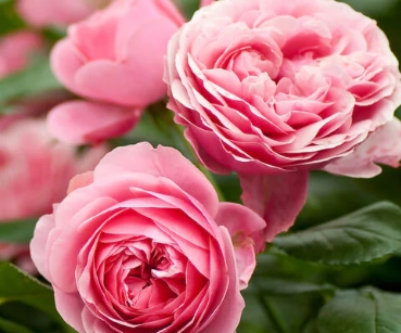 Rosier de Damas : la reine des jardins au parfum intemporel