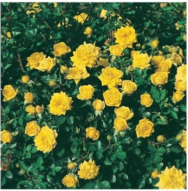 Rosier nain : comment entretenir les rosiers miniatures pour une floraison éclatante