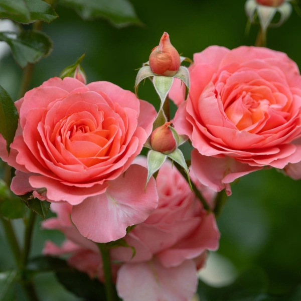 Les rosiers