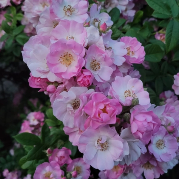 Rosiers lianes (grimpants)