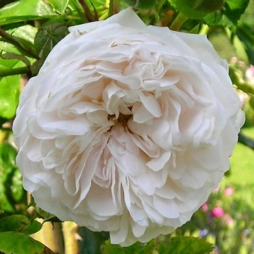 Rosiers anglais