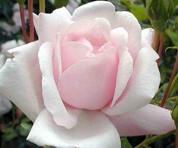 Rosiers tiges et pleureurs