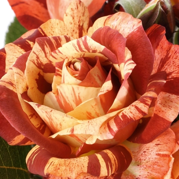 Rosiers arbustifs