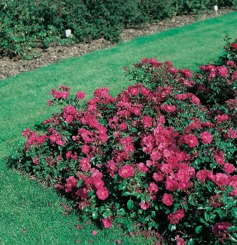 Rosiers couvre-sol et tapissants
