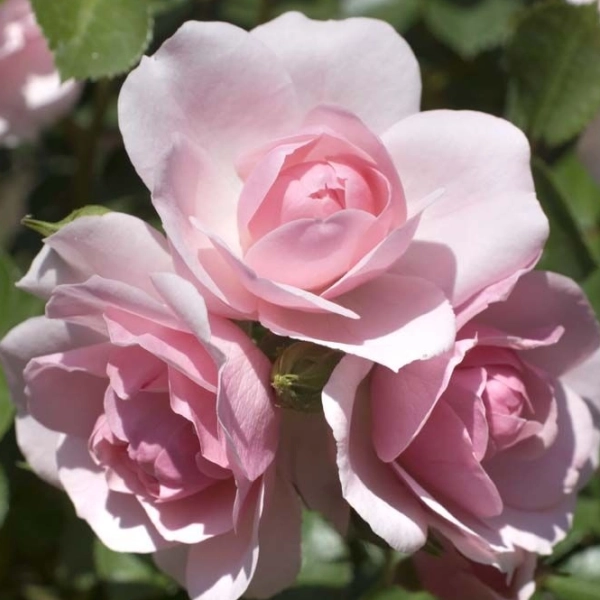 Rosiers paysagers