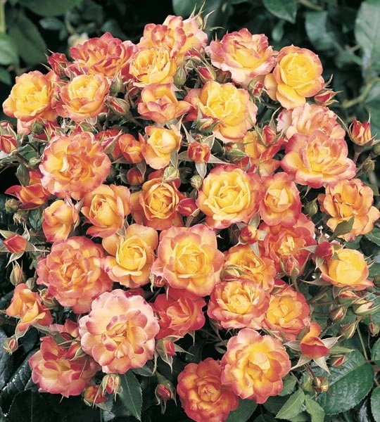 Rosiers nains