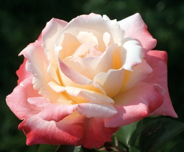Rosiers à grandes fleurs