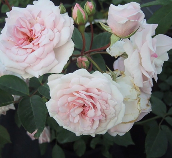 rosier couvre sol